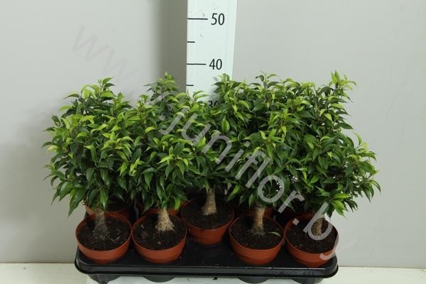 Фикус Ficus Stam Jute