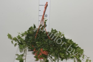 Плющ Hedera Groen