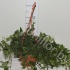 Плющ Hedera Groen Плющ Hedera Groen
