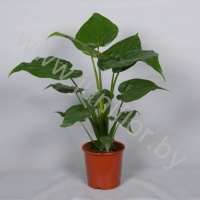 Алоказия Alocasia Cucullata