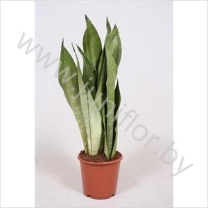 Сансевиерия Sansevieria Moonshine