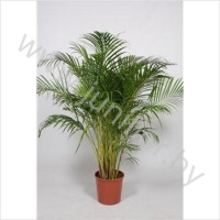 Арека Chrysalidocarpus Areca