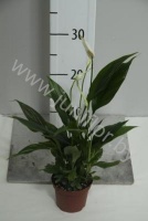 Спатифиллюм Spathiphyllum Pronto Cupido