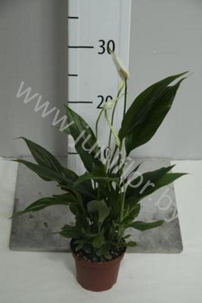 Спатифиллюм Spathiphyllum Pronto Cupido