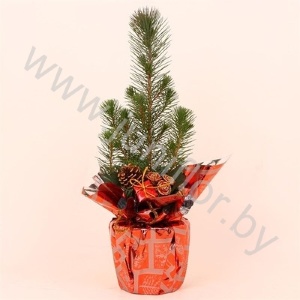 Сосна Pin.Rondella Kersttoef NO SNOW