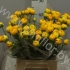 Ранункулус Ranunculus Yellow