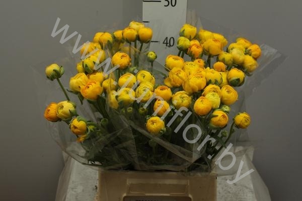 Ранункулус Ranunculus Yellow