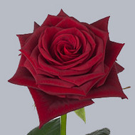 Роза Bordeaux