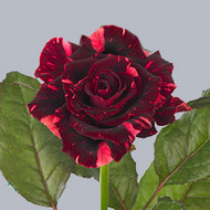 Роза Straciatella