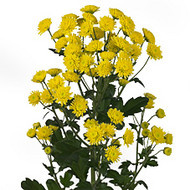 Хризантема Stallion yellow