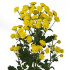 Stallion_yellow.jpg Хризантема Stallion yellow