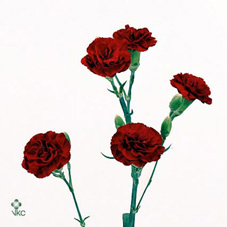 Гвоздика tr red