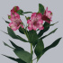 Alstromeria_Harlekijn.jpg Альстромерия Harlekijn