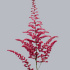 Астильба Astilbe Cattleya