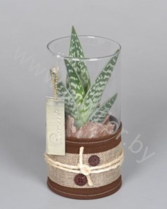 Суккулент FC-14.662