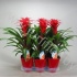 Гузмания Calypso Keramiek Rood