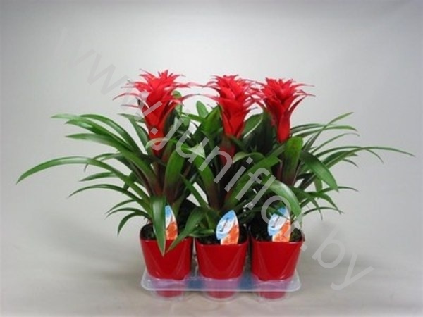Гузмания Calypso Keramiek Rood