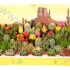 Кактус Cereus,Mamilaria,Opuntia cites Кактус Cereus,Mamilaria,Opuntia cites