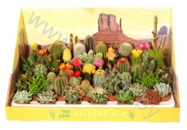 Кактус Cereus,Mamilaria,Opuntia cites