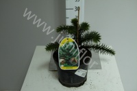Араукария Araucaria Araucana