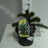 Араукария Araucaria Araucana Араукария Araucaria Araucana
