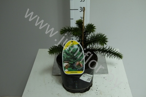 Араукария Araucaria Araucana