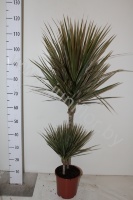 Драцена Dracaena Bicolor 45-15
