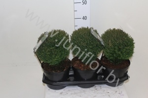 Туя Thuja Teddy