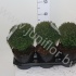 Туя Thuja Teddy