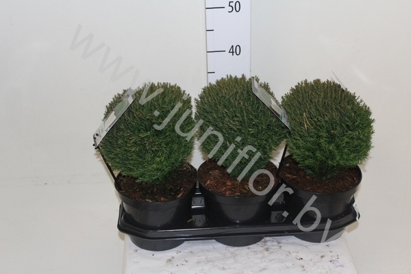 Туя Thuja Teddy