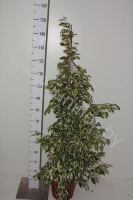 Фикус Ficus Starlight
