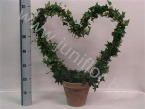 Плющ Hedera Hartvorm