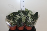 Алоказия Alocasia Dragon Scale