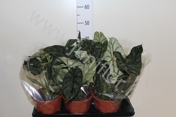 Алоказия Alocasia Dragon Scale