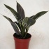 Кордилина Cordyline Silver Compacta