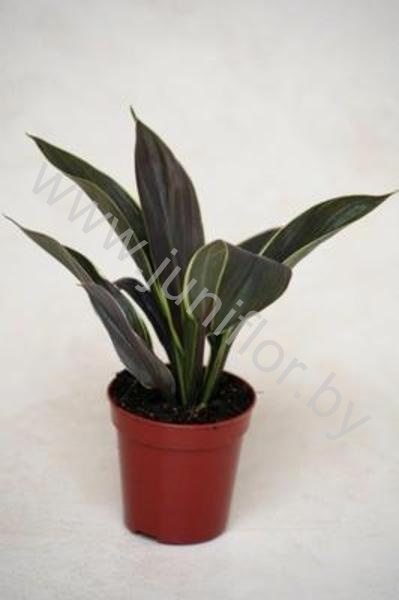 Кордилина Cordyline Silver Compacta