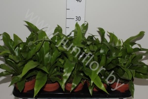 Асплениум Asplenium Antiquum