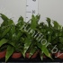 Асплениум Asplenium Antiquum Асплениум Asplenium Antiquum