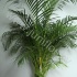 Арека Chrysalidocarpus Areca Арека Chrysalidocarpus Areca