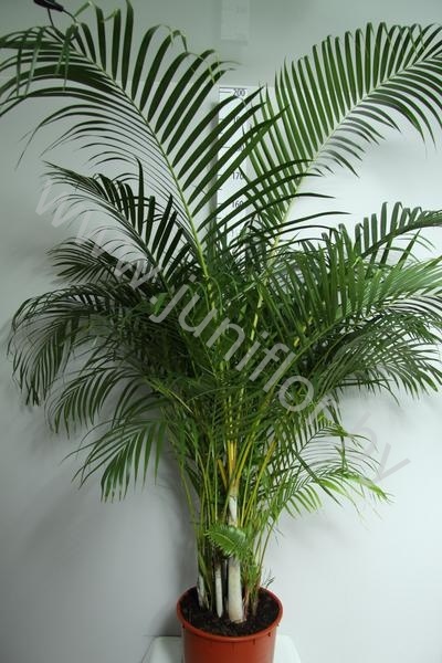 Арека Chrysalidocarpus Areca