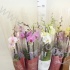 Фаленопсис Phal Tisento Mixed 2-Tak