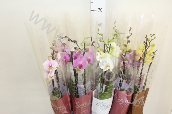 Фаленопсис Phal Tisento Mixed 2-Tak