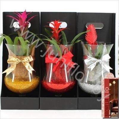 Бромелия Brom. Arr. Kerstcognac+Giftbox