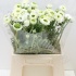 Ранункулус Ranunculus White Green Ранункулус Ranunculus White Green
