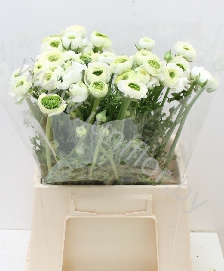 Ранункулус Ranunculus White Green Ранункулус Ranunculus White Green