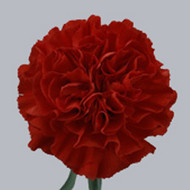 Гвоздика America