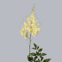Астильба Astilbe Diamant