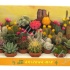 Кактус Cereus,Mamilaria,Opuntia cites Кактус Cereus,Mamilaria,Opuntia cites
