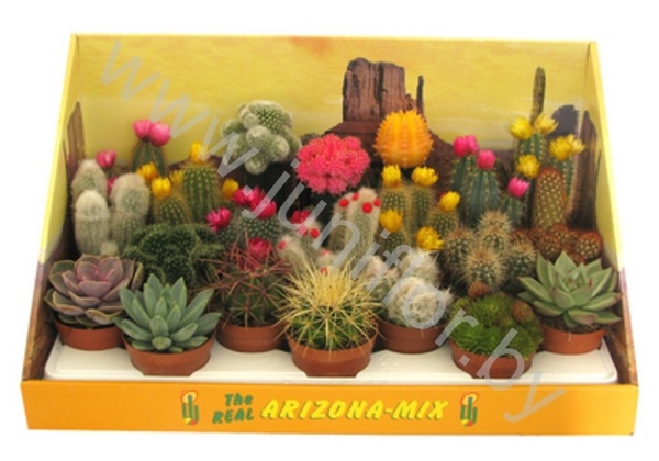 Кактус Cereus,Mamilaria,Opuntia cites