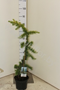 Кедр Cedrus Atlantica Aurea